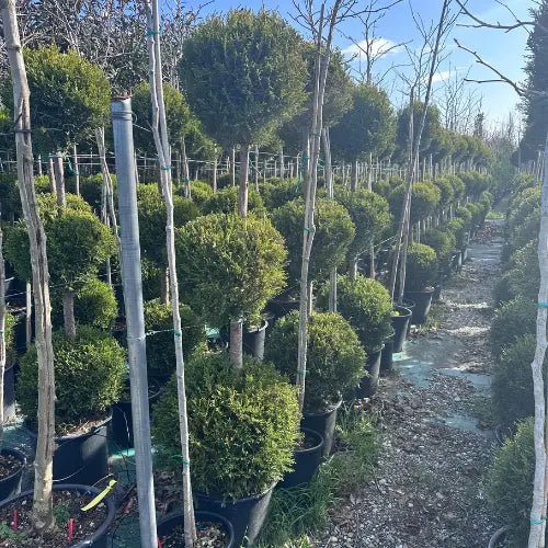 3 Top Limon Servi - Karanpeyzaj