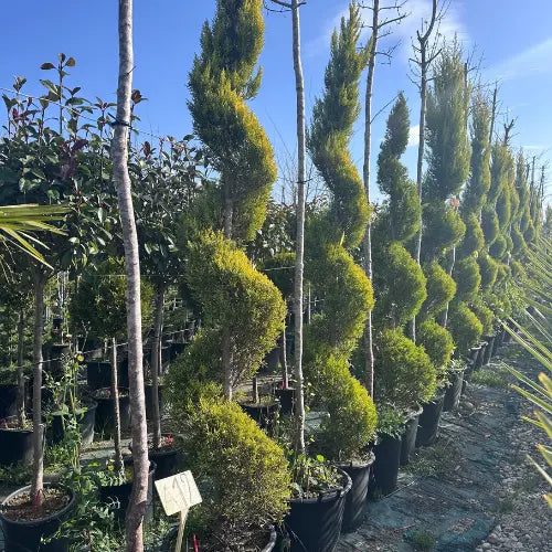 Spiral Limon Servi Karan Peyzaj