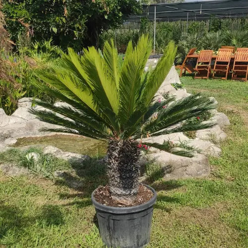 Büyük Boy Sikas Karan Peyzaj