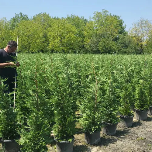 Leylandi Karanpeyzaj