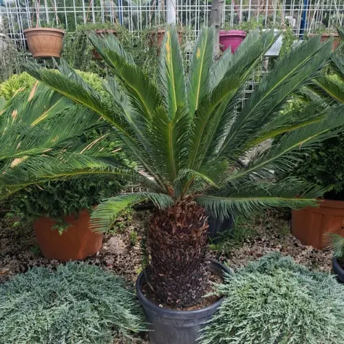 Büyük Boy Sikas Karan Peyzaj