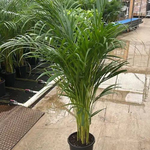 İç Mekan Areka Palmiyesi Karanpeyzaj