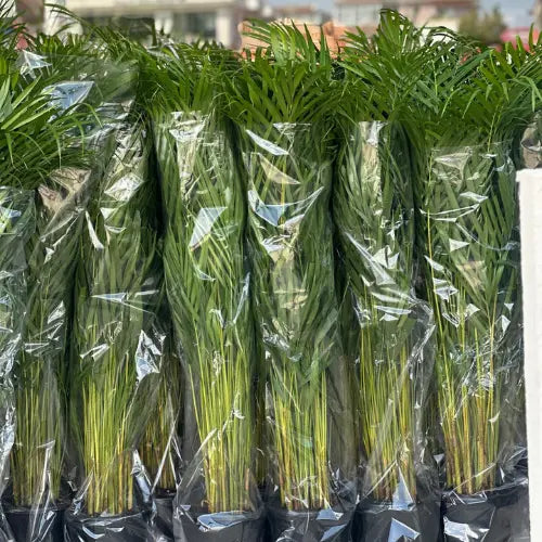 İç Mekan Areka Palmiyesi Karanpeyzaj