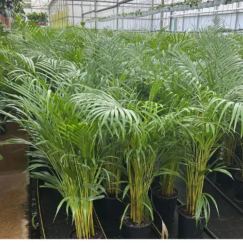 İç Mekan Areka Palmiyesi Karanpeyzaj