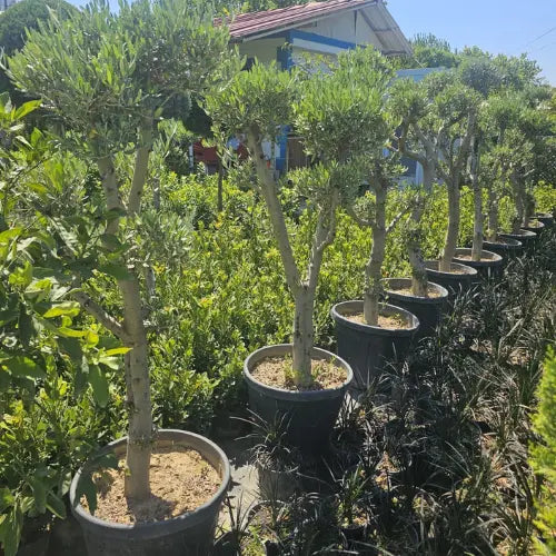 Küçük Boy Zeytin Ağacı Karan Peyzaj