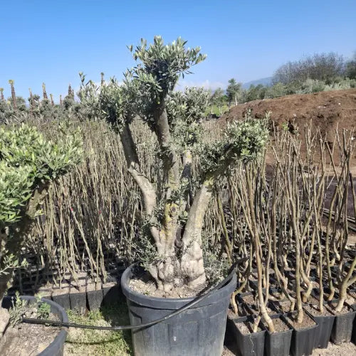 Küçük Boy Zeytin Ağacı Karan Peyzaj