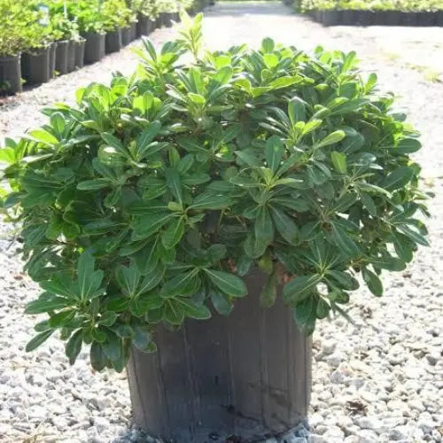 Pitos Porum Mağazam