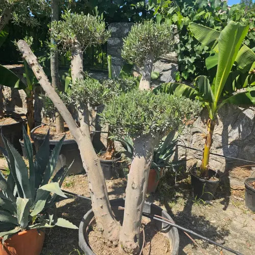 Orta Boy Zeytin Ağacı Karanpeyzaj