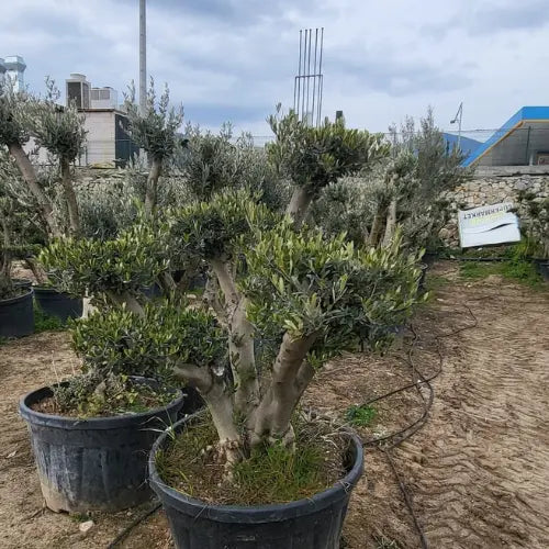 Orta Boy Zeytin Ağacı Karanpeyzaj