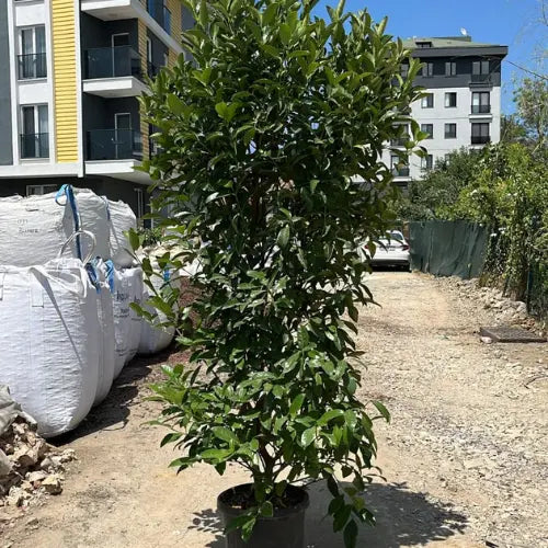 Yağlı Kartopu Karan Peyzaj