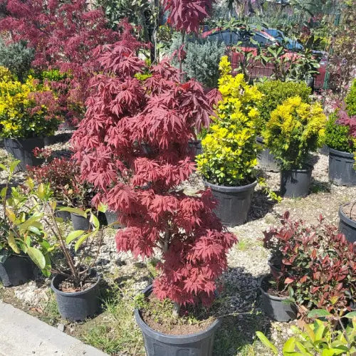 Japon Akçaağacı  Asel Karanpeyzaj