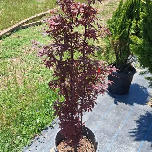 Japon Akçaağacı  Asel Karanpeyzaj