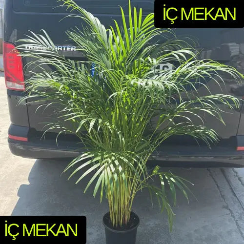 İç Mekan Areka Palmiyesi Karanpeyzaj