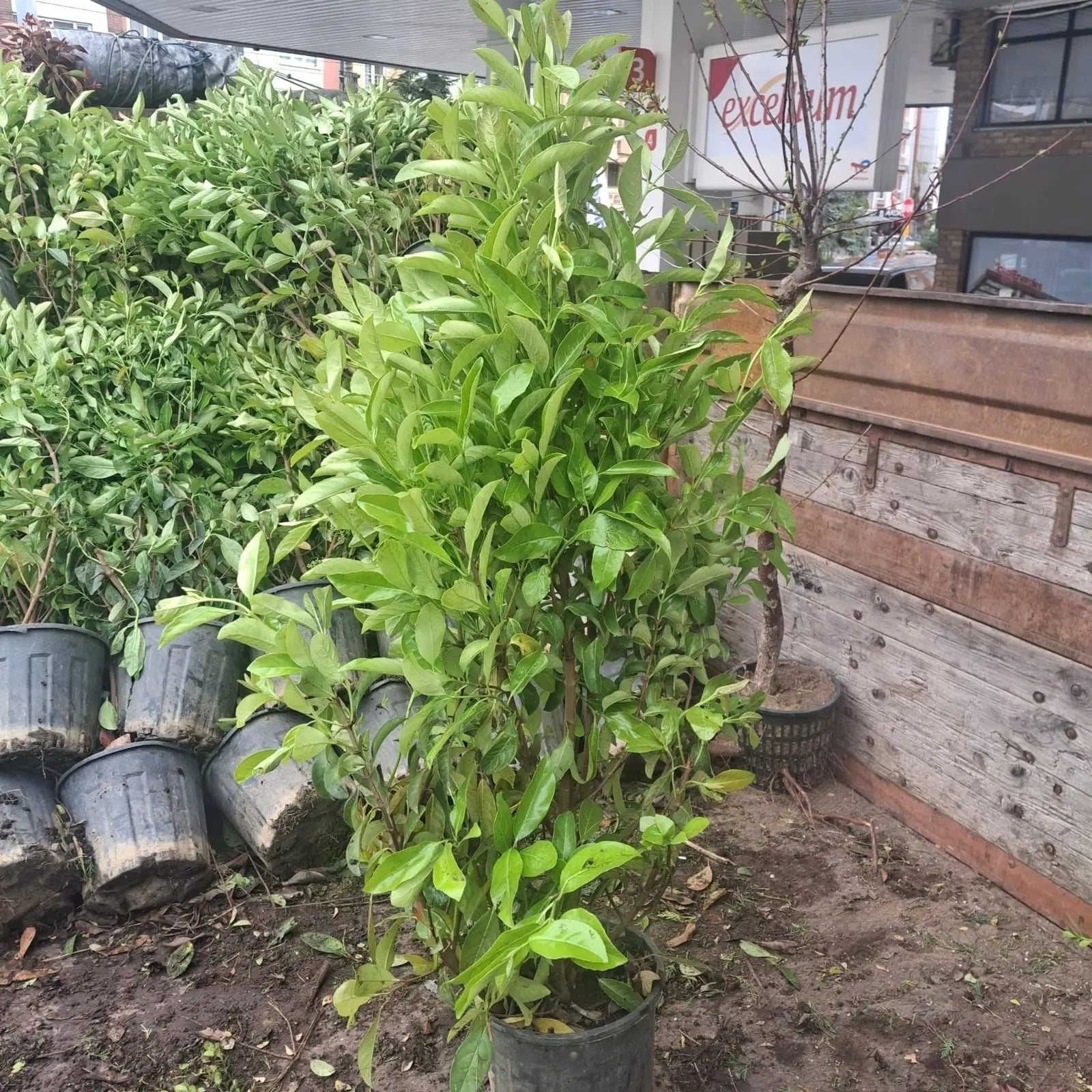 Yağlı Kartopu Karan Peyzaj