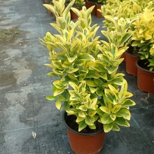 Gold Taflan Karan Peyzaj
